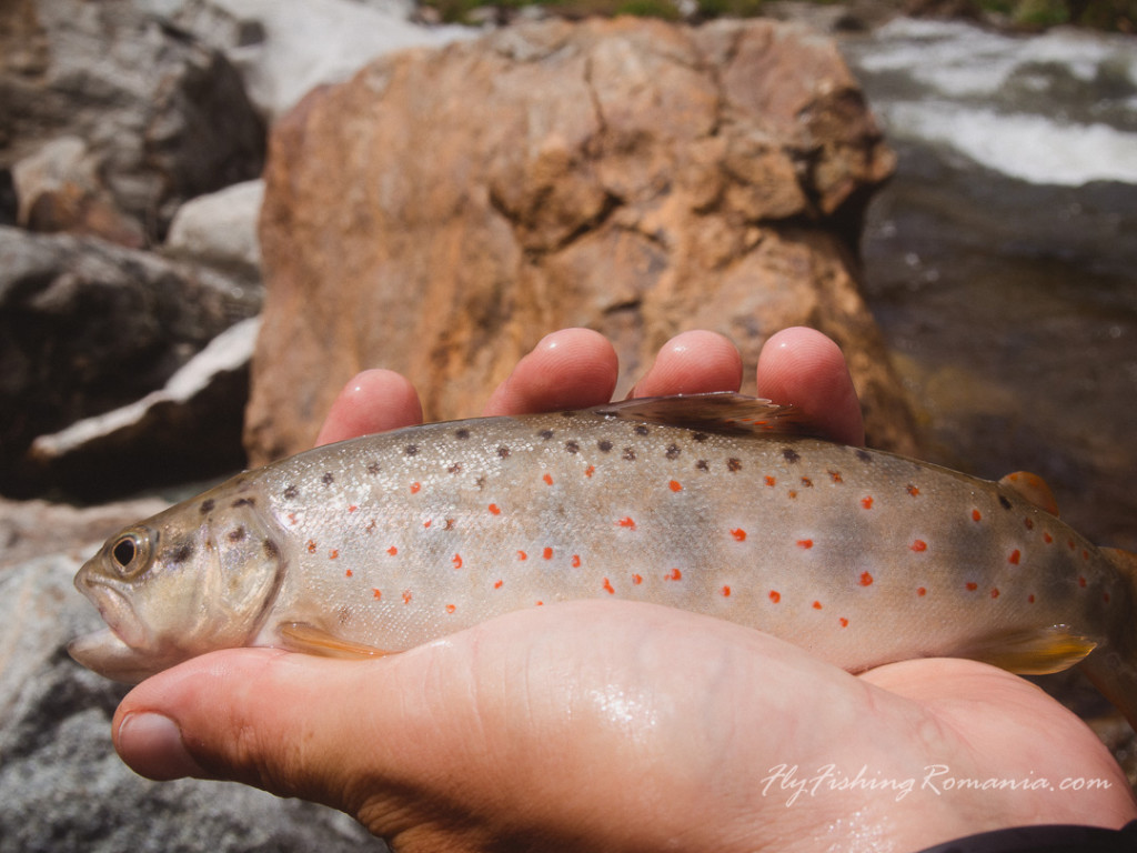 Into the wild fly fishing in Retezat Mountains Romania