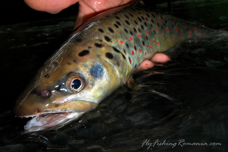 Fly Fishing Romania Guided Fly Fishing Trips